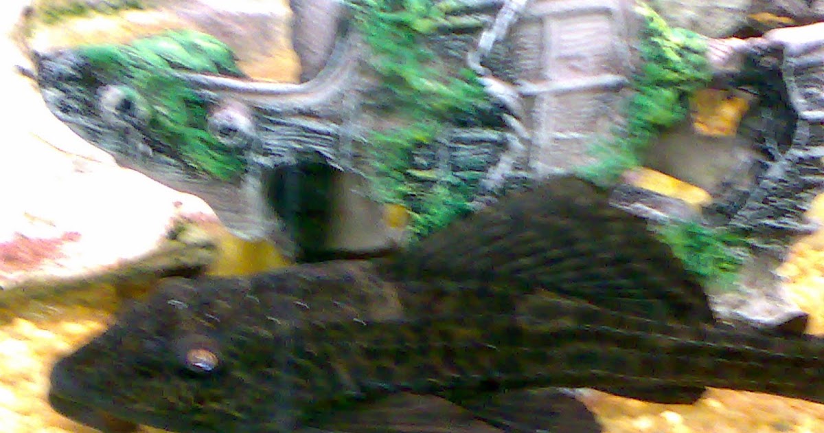 plecostomus-in-koi-pond-3.jpg