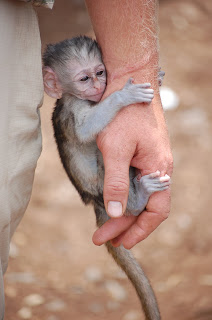 Baby Monkey