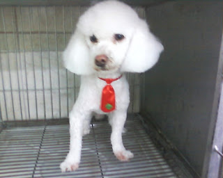 Shih+tzu+poodle+mix+puppies+for+sale+in+pa