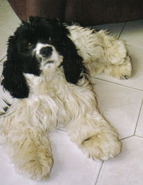 dit is mijn schattige hondje Figo hij is 2jaar maar jammer genoeg is hij gestorven.Figo ik mis je