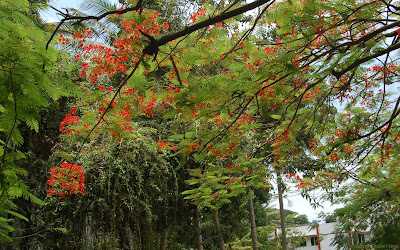 Gulmohar Reader