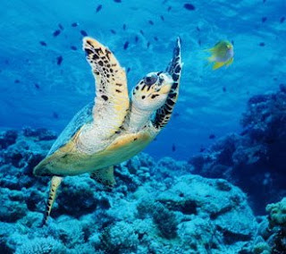 Atlantic Hawksbill Sea Turtle (Eretmochelys imbricata)