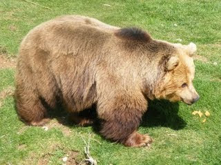 Grizzly or Brown Bear (Ursus arctos Linnaeus)