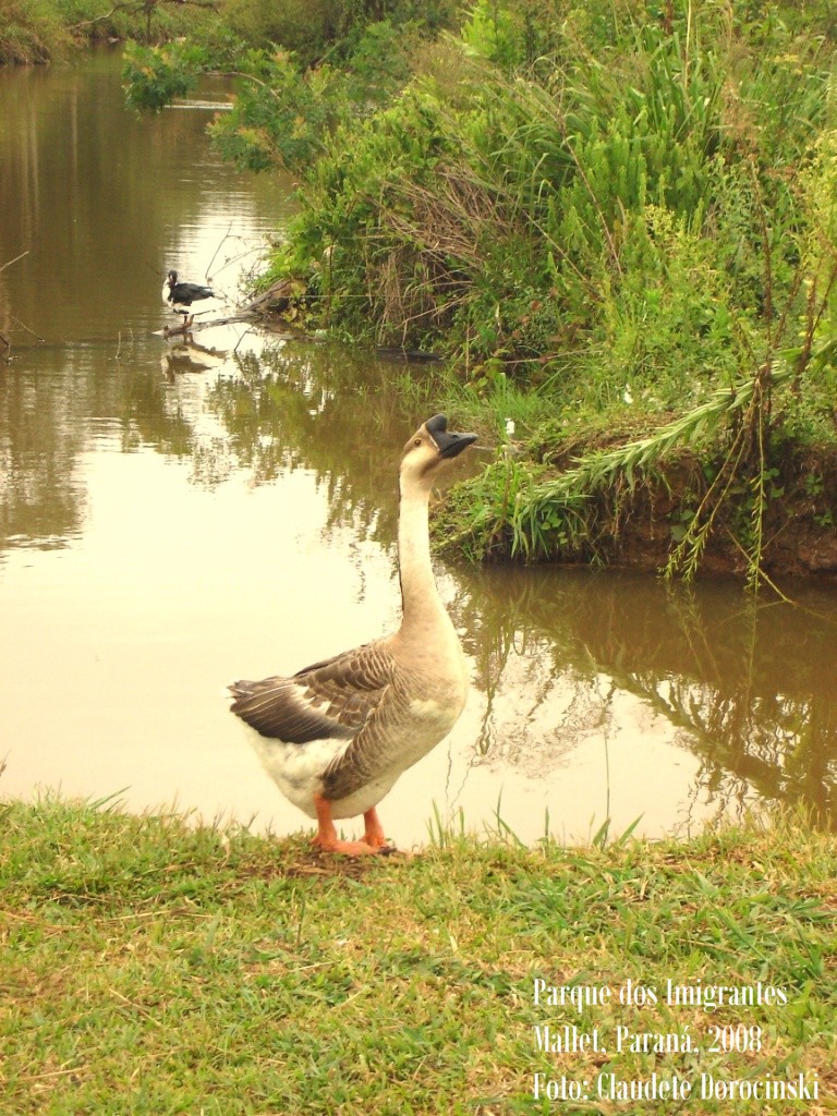 [Parque+dos+Imigrantes+Mallet+(5).JPG]