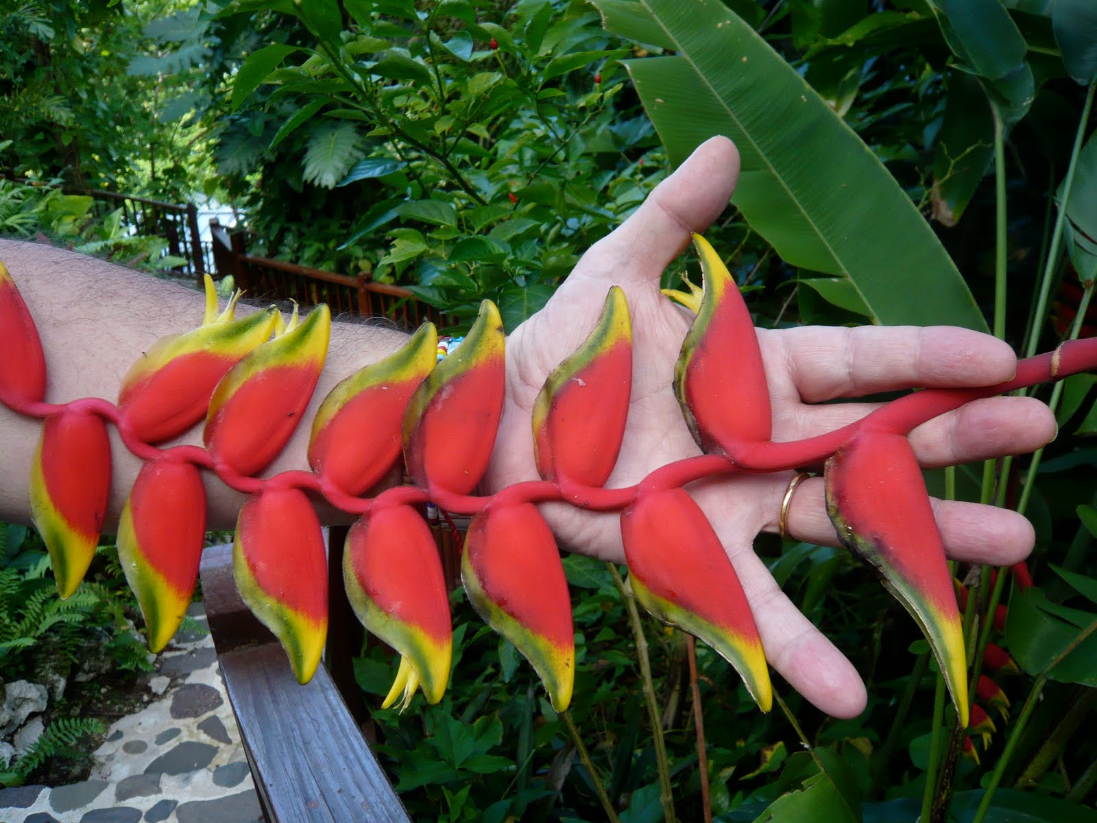 [handflower.JPG]