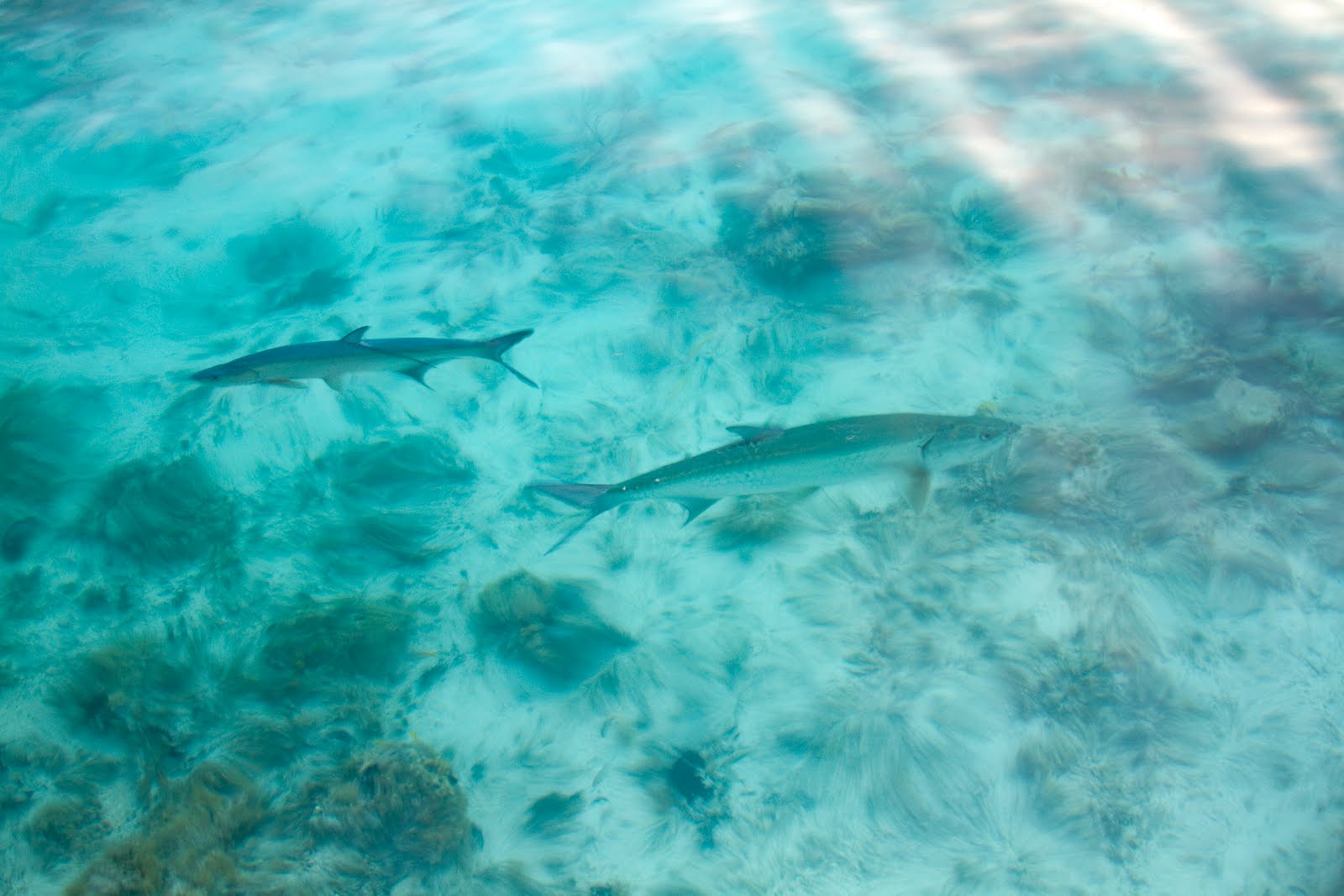 Sailing from Tortola to Bitter End Yacht Club, Day 4/10 Unsinkable 2