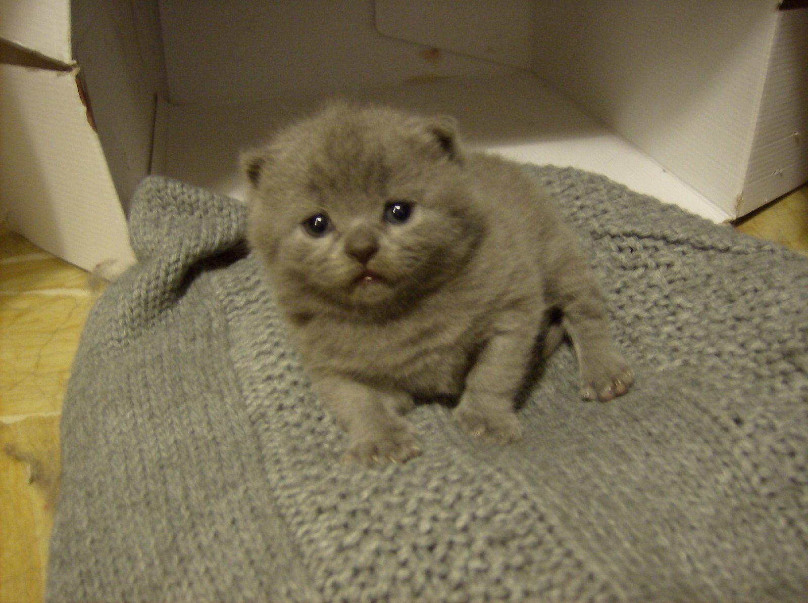 [猫Jack.JPG]