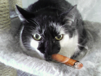 [catsmoke.gif]