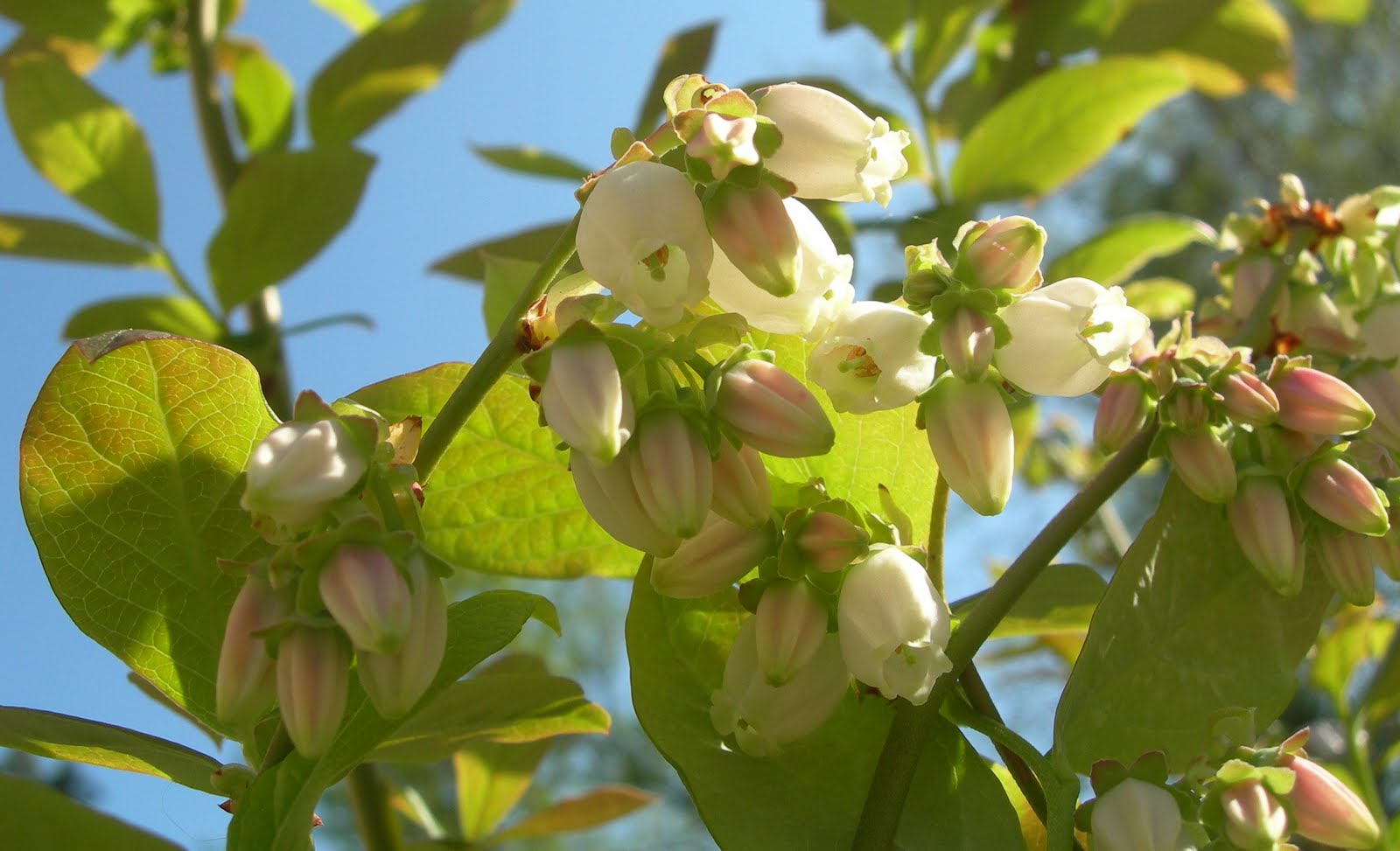 The Inconsequential Blogger: April 2010