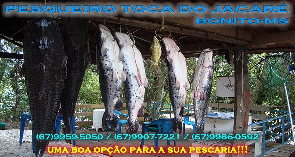 PESQUEIRO TOCA DO JACARÉ BONITO-MS               (67) 99595050 / 9907 7221 / 9986 0592