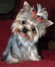 Cute Yorkie Picture