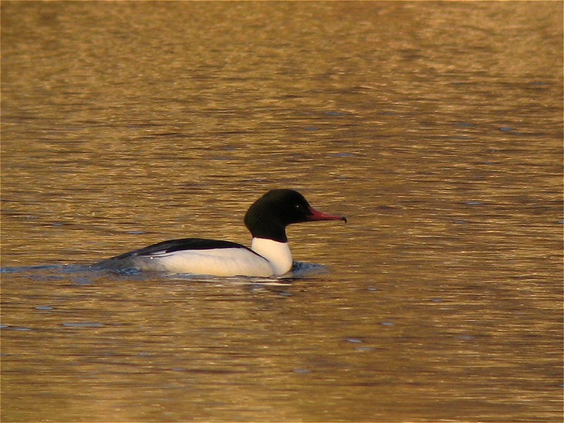 [goosander_27feb08_800l_20.jpg]