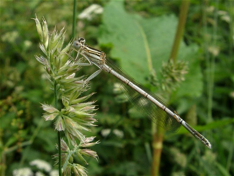 [white-legged_damsel_17jun07_800l_20.jpg]