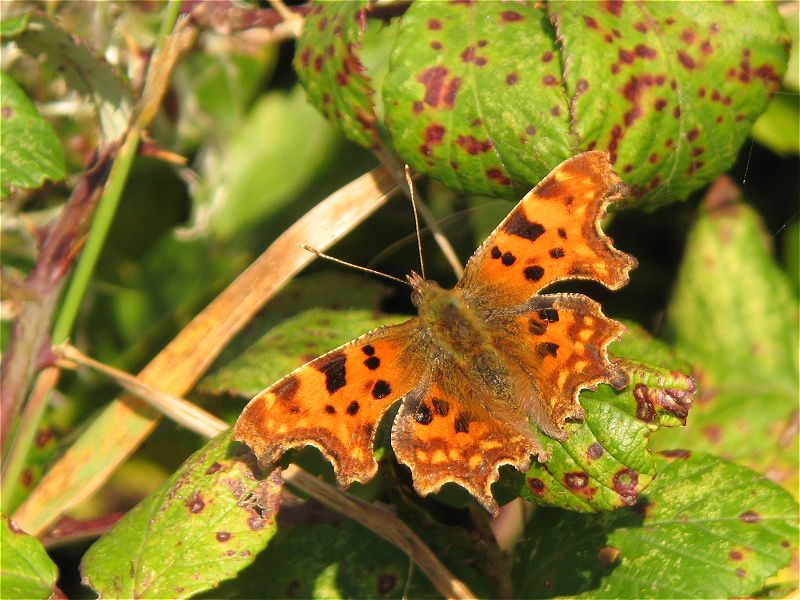 [comma_7oct07_800l_20.jpg]