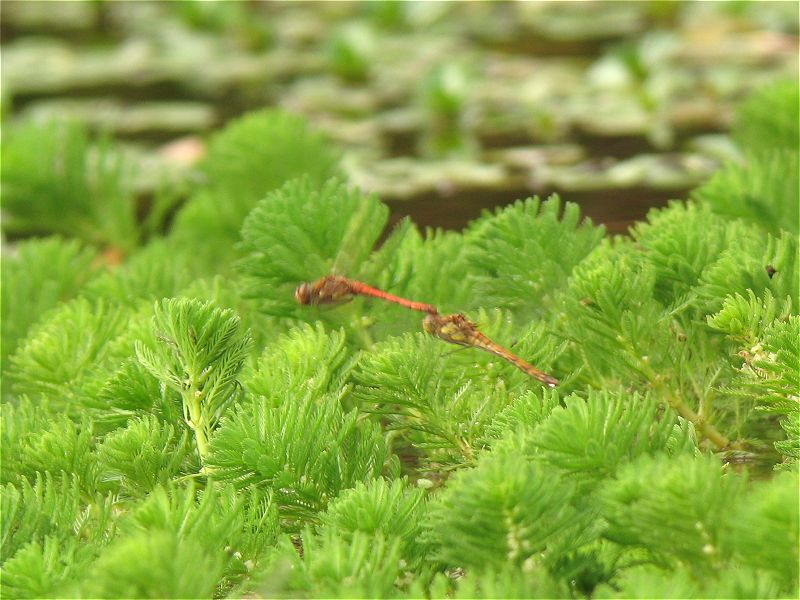 [common_darters_7oct07_800l_20.jpg]