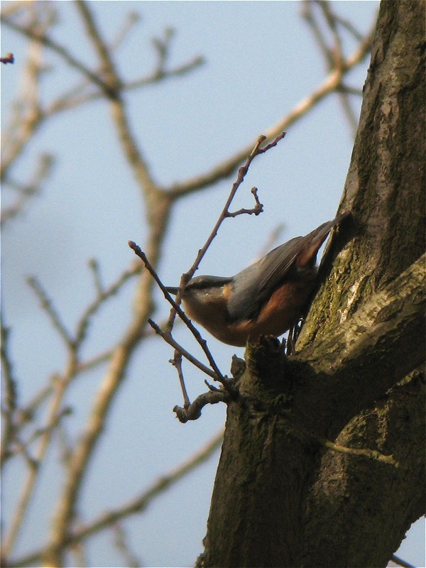 [nuthatch_7mar09_800p_20.jpg]