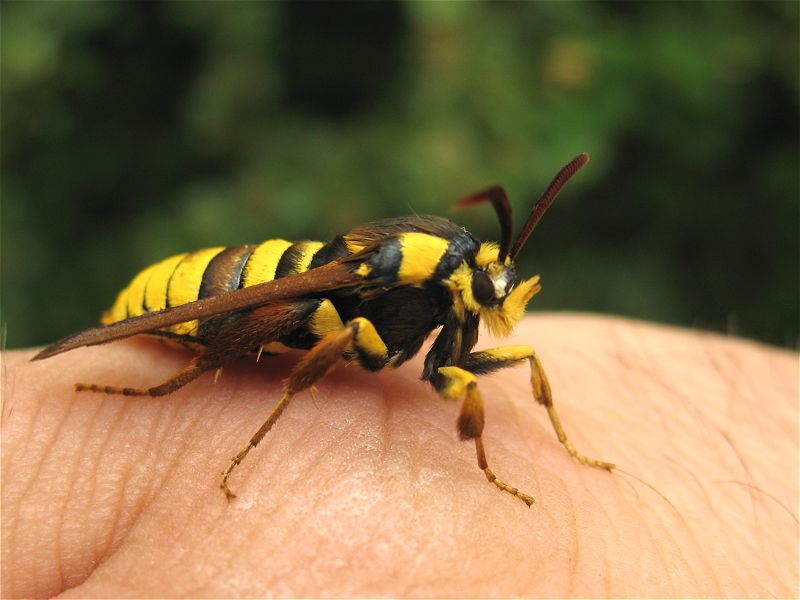 [hornet_moth_26jun09_800l_20c.jpg]
