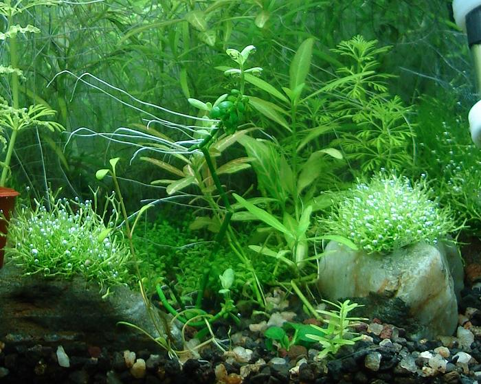 [riccia+22+de+julio+2009.jpg]