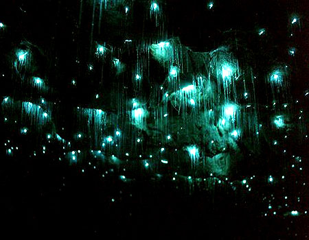 Glow_Worms_Caves_New_Zealand_1.JPEG