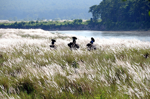 Chitwan National Park Chitwan National Park