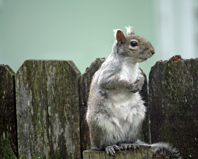 Squirrel on watch