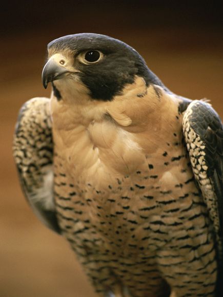 Animal Facts Peregrine Falcon