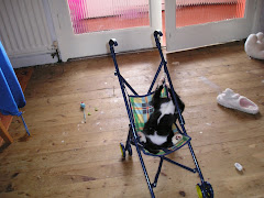 Cats in a pushchair