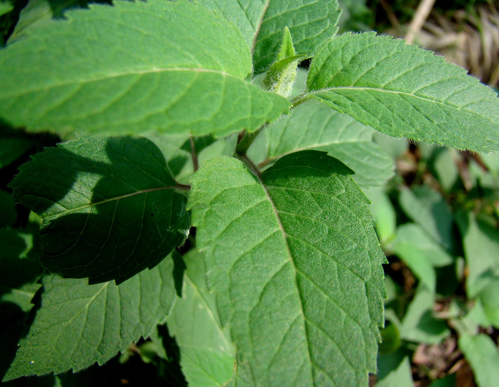[DSC05133.JPG]