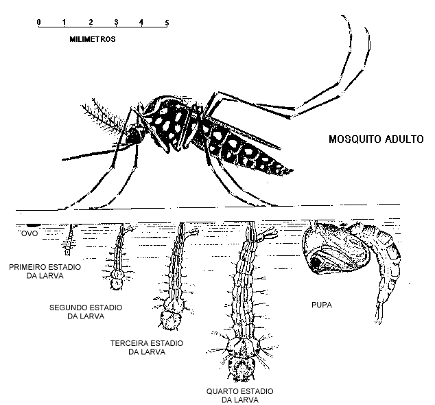 [aedes-aegypti001.gif]