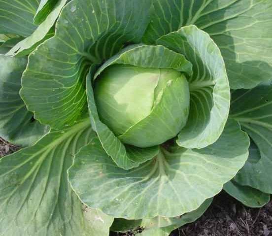 Kapusta- jedno z najbardziej niedocenionych warzyw