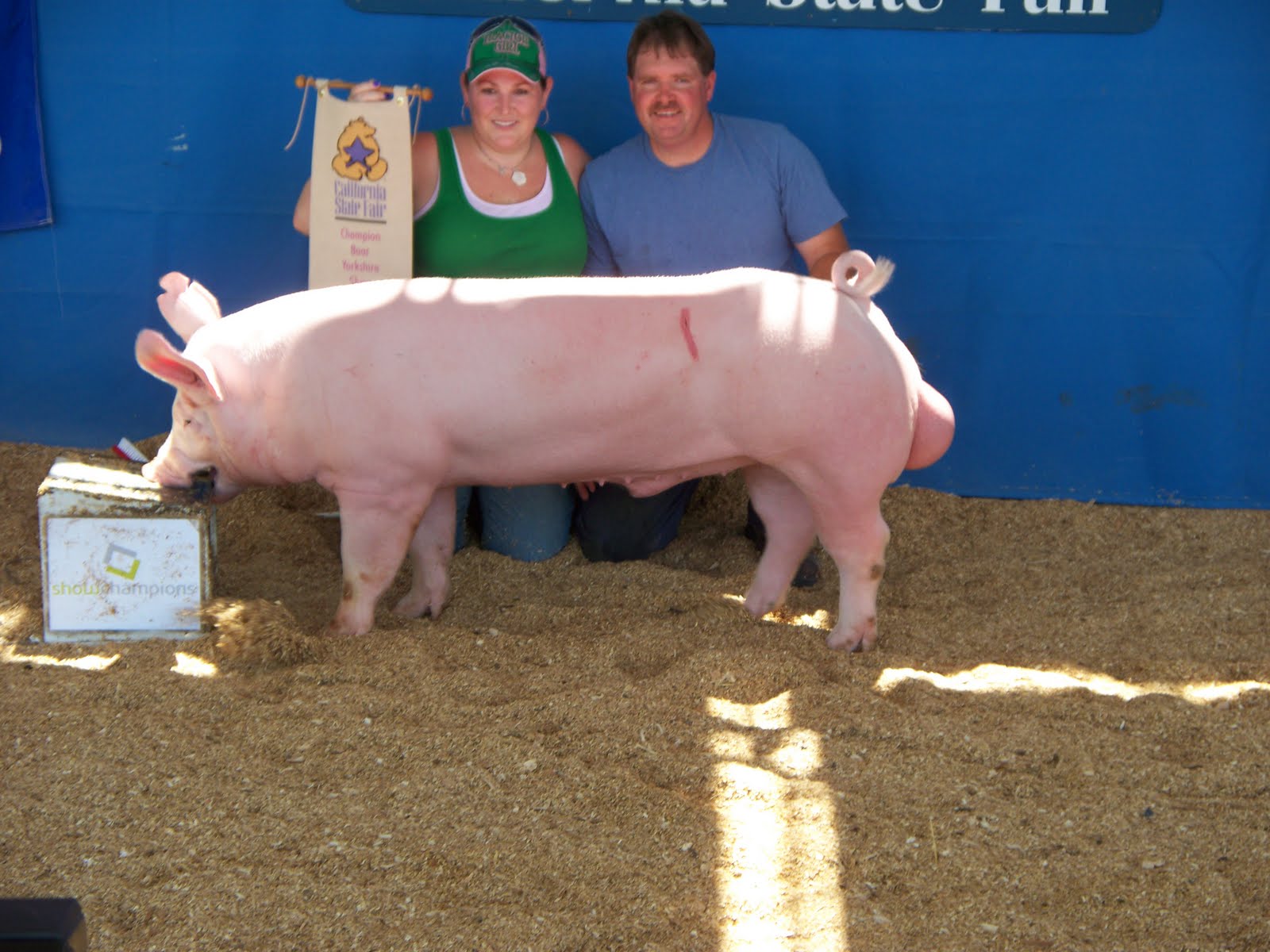 National Swine Registry California State Fair Yorks and Durocs