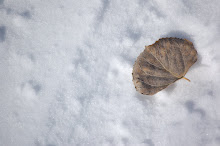 lonely leaf