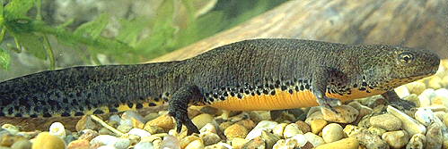 El mundo de tu reptil