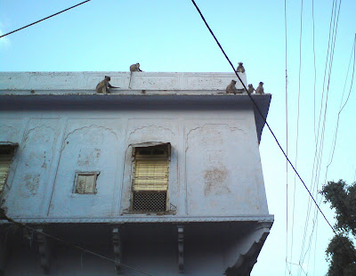 Monkeys on Rooftops - Pushkar lanes