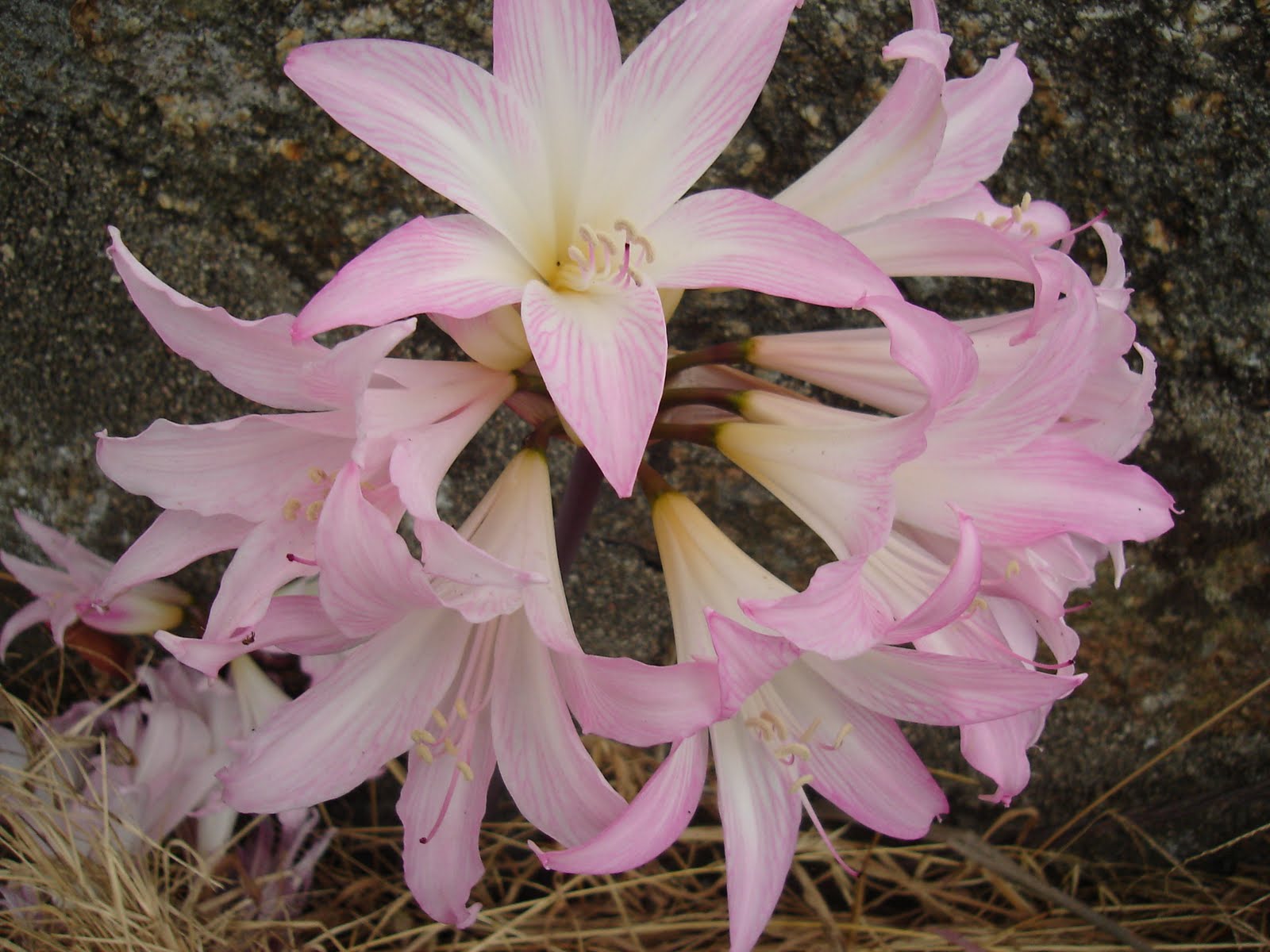 [Amaryllis+belladona+3.JPG]