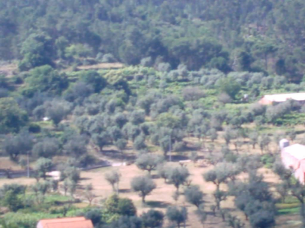 [Cordoira-285.JPG]