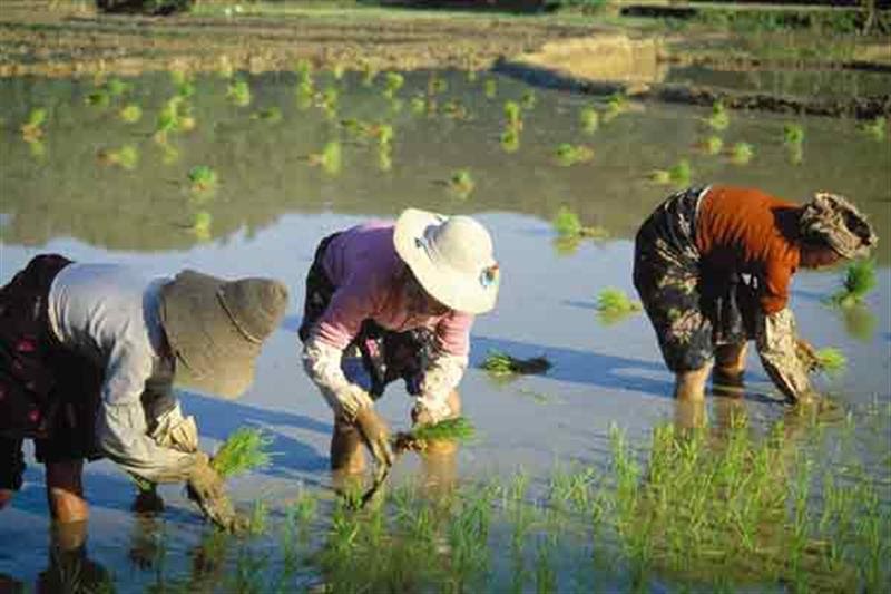 Gender Roles Women In The Chinese Workplace Rural Women