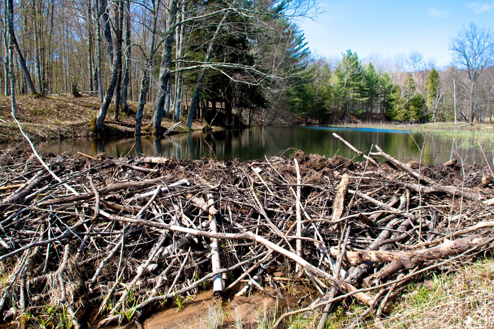 Beaver Ponds Northern Michigan Guide Service Steelhead Fishing
