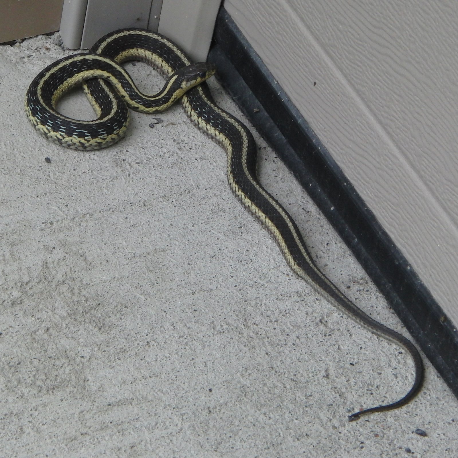 snake poop