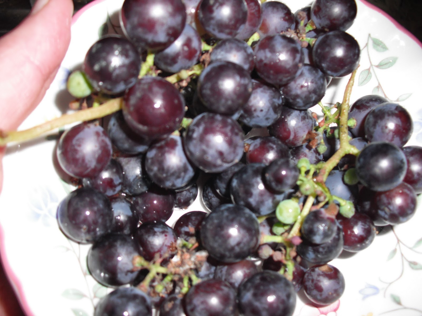 Tarragon & Thyme Black Grape Jam