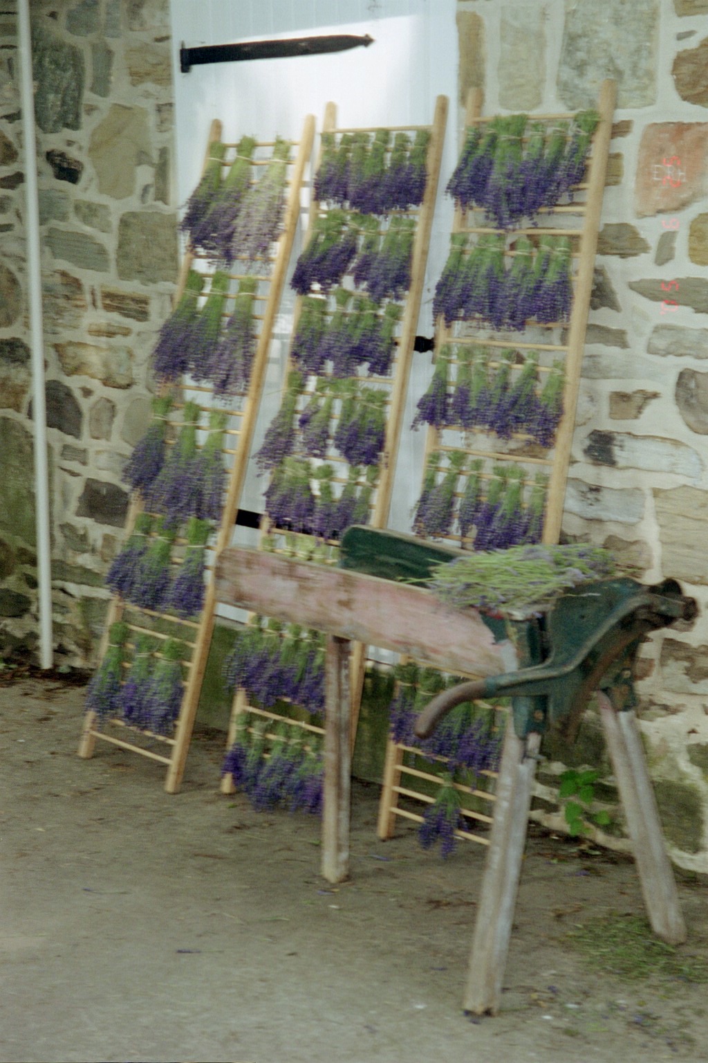 [drying_lavender.jpg]