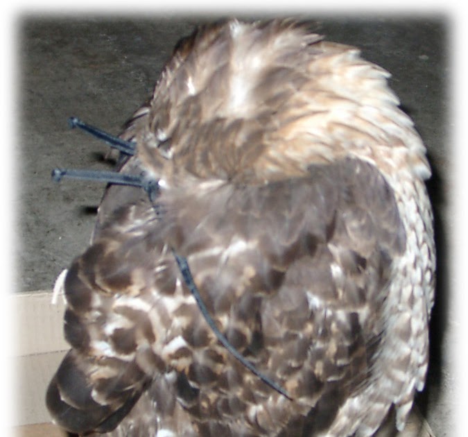 Hawkwatch at the Franklin Institute Where do hawks sleep?