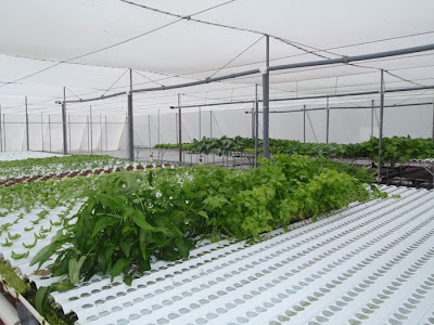 Hydroponics on The Hydroponics Greenhouse Is Up And Running Also  Right Now Mostly