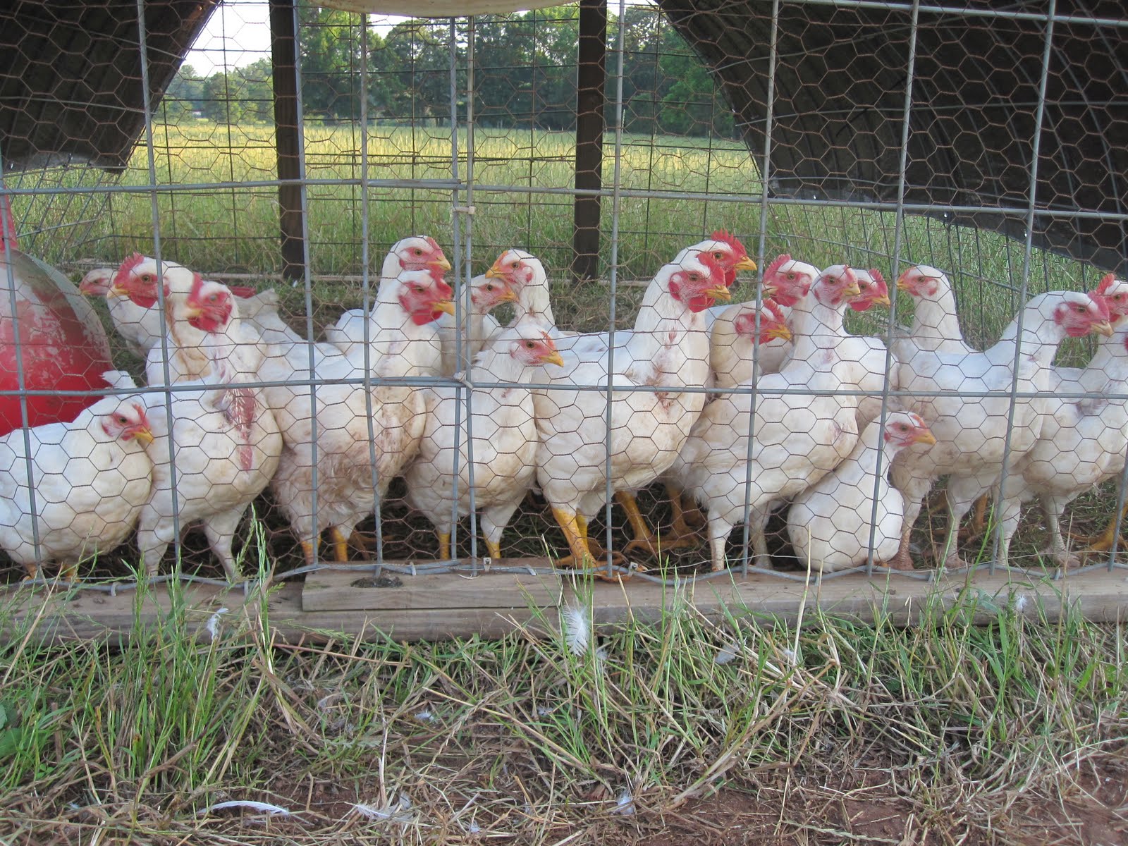 Wild Turkey Farms PastureRaised Chicken