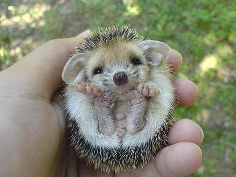 Fully Grown Hedgehog