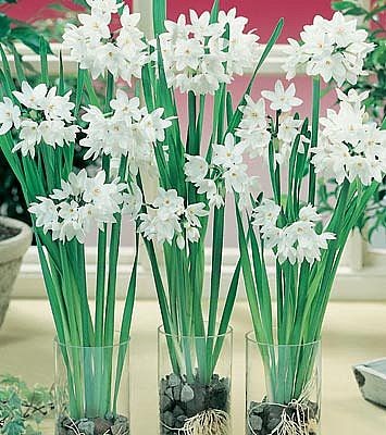 House Blend: Tis the Season for Paperwhites