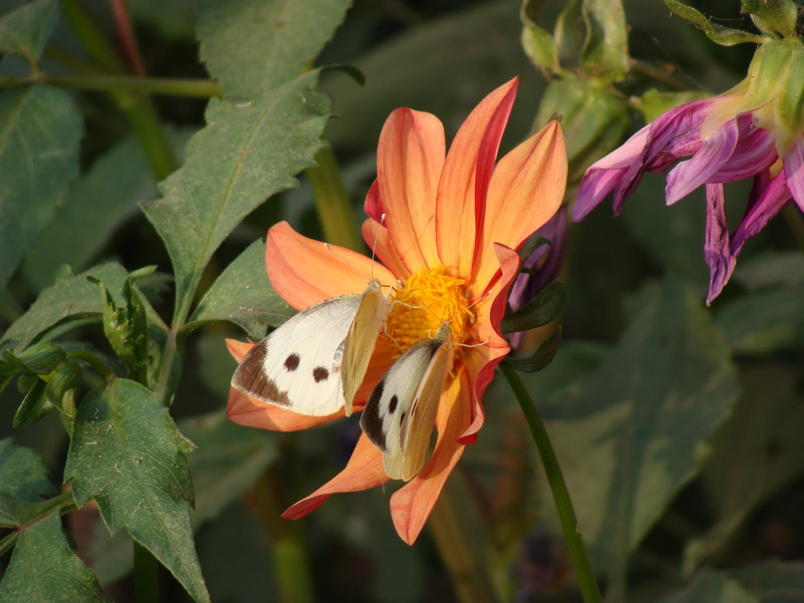 India Garden Butterfly garden