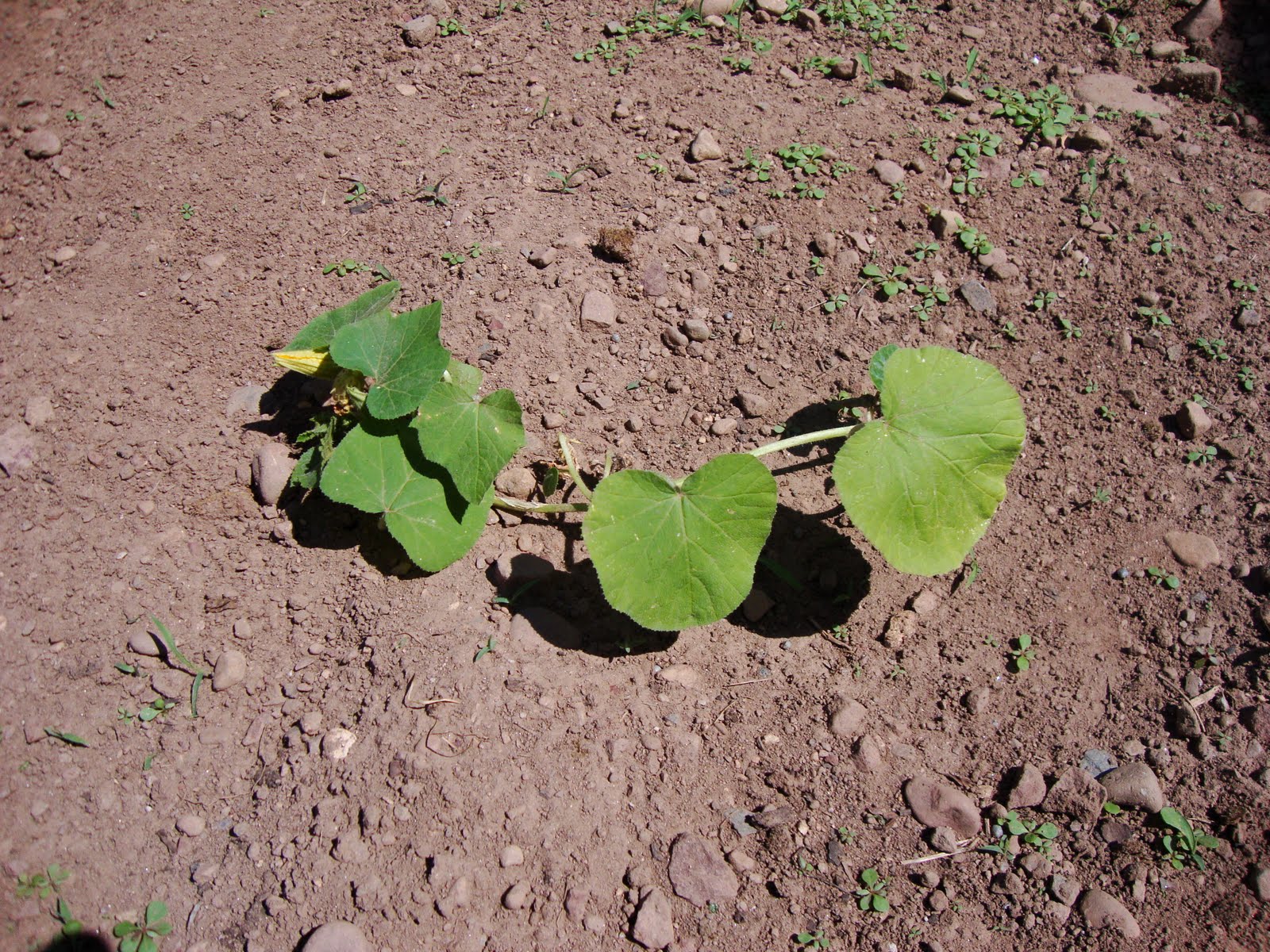 Chris Bantz Pumpkin Garden June 2010