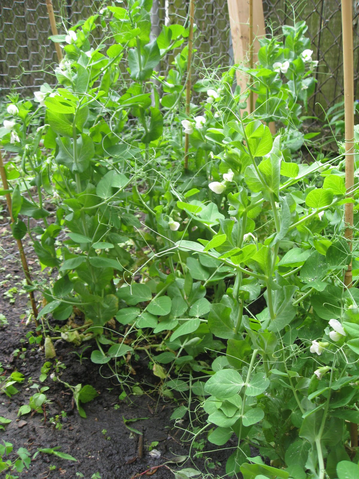 Garden Pea Plant