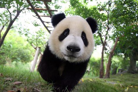 Download: The White Panda